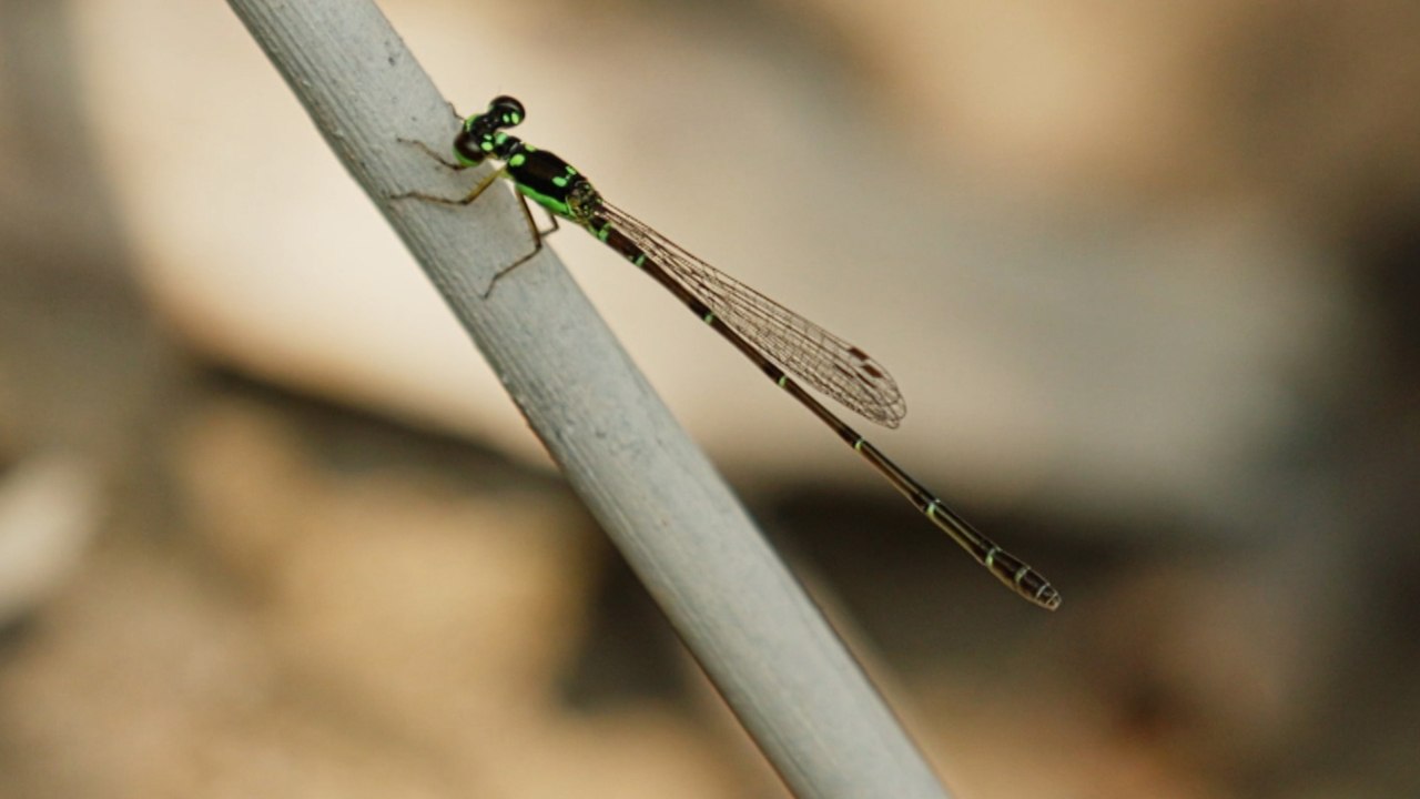 Saving Taiwan's Endangered Four-Spot Midget Damselfly - TaiwanPlus News