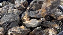 Climate Change Hits Tainan's Oyster Harvest - TaiwanPlus News