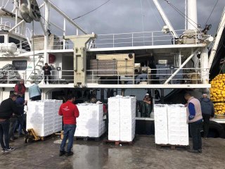 Balıkesir haberleri | Marmara'da hamsi dönemi başladı