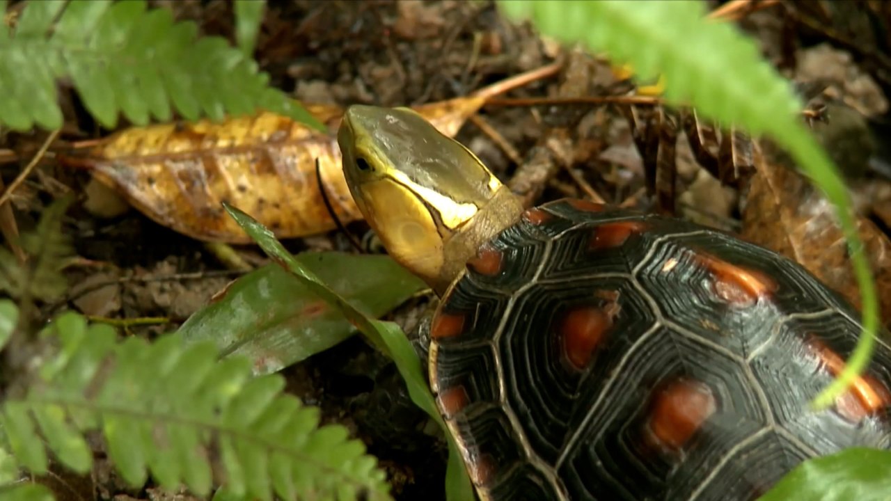 Endangered Box Turtles - TaiwanPlus News