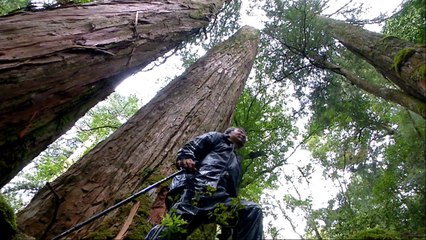 Our Island: Taiwan's Giant Trees - TaiwanPlus News