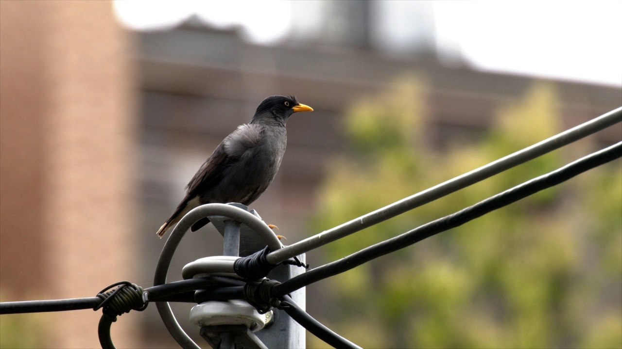 Invasive Bird Species Threatening Taiwanese Crested Myna