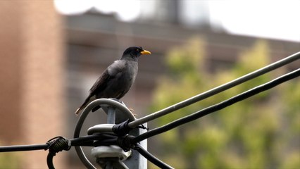 Invasive Bird Species Threatening Taiwanese Crested Myna