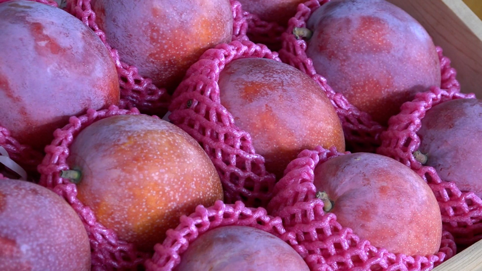 2022 Tainan International Mango Festival - TaiwanPlus News