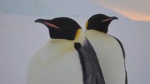 Antarctica's Emperor Penguins At Risk Of Extinction