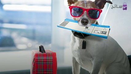 الآن تستطيع القطط والكلاب السفر معك