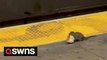 Video shows rat carrying HUGE bread roll the size of a tennis ball through the New York subway