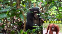 THE GREAT APES: Ape Monkey & Ape Sounds of Gorillas, Orangutans, Chimpanzees, and Bonobo Apes
