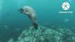 the beauty of the underwater world (turtles, seals, fish, jellyfish) #animals