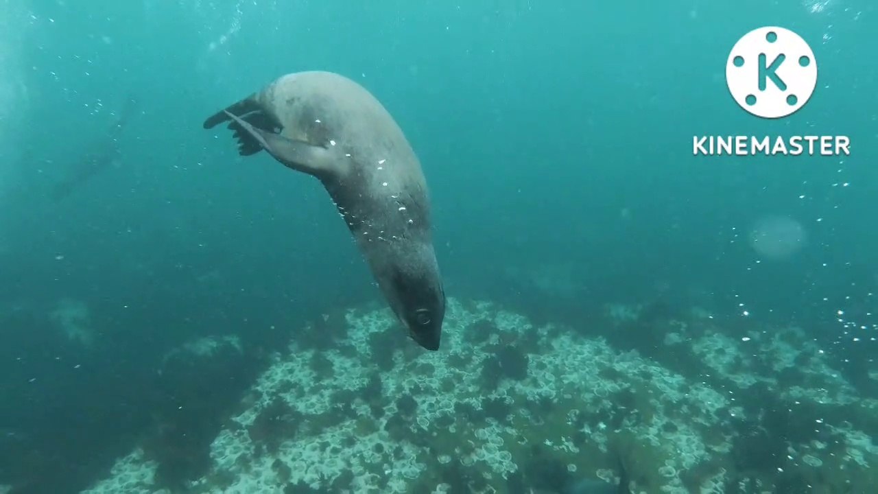 the beauty of the underwater world (turtles, seals, fish, jellyfish) #animals