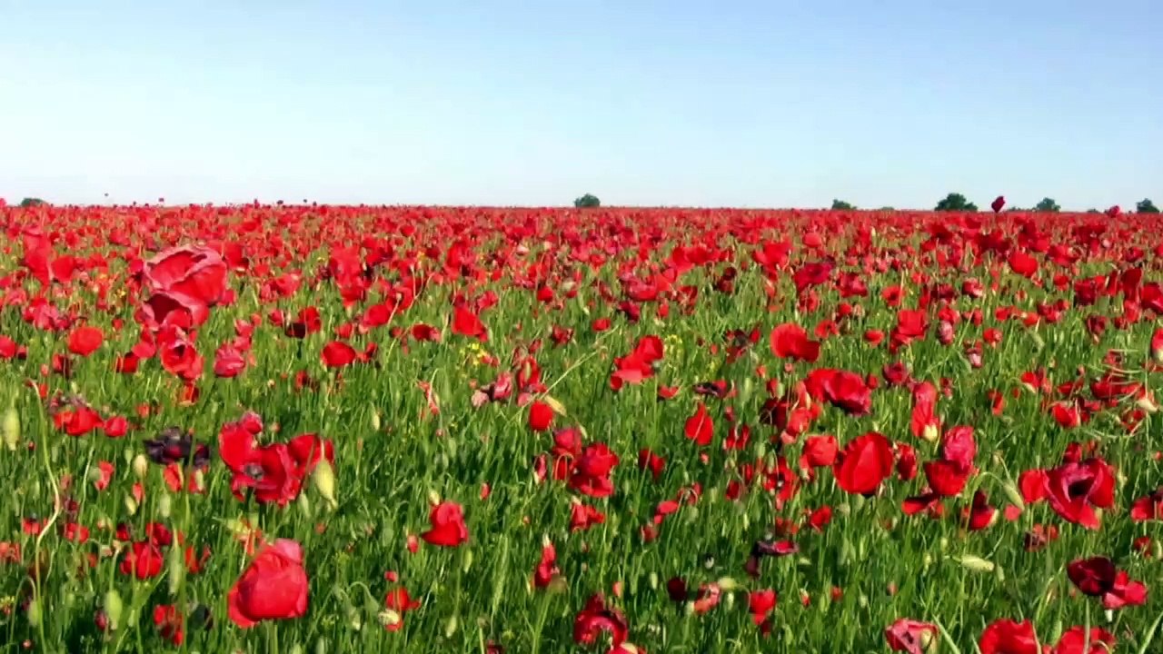 Là où poussent les coquelicots – Bande annonce #booktrailer