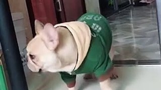 Baby Dogs   Cute and Funny Dog Videos Compilation #22  Aww Animals 17