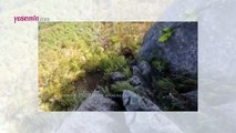 Japonya'da ayı saldırısına maruz kalan dağcının görüntüleri sosyal medyada viral oldu! Görenler inanamadı