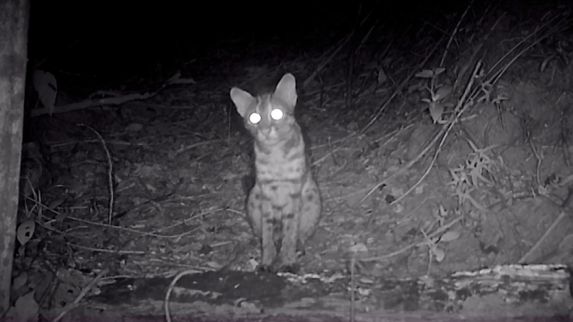 ⁣Endangered Leopard Cats Spotted Using Animal Crossing in Miaoli County - TaiwanPlus News
