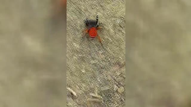 Nadir görülen Eresus kollari türü örümcek görüntülendi