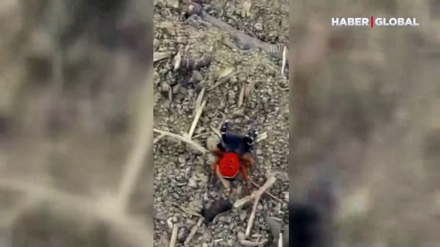 Türkiye ve Avrupa'da nadir görülen Eresus kollari türü örümcek Elazığ'da görüntülendi