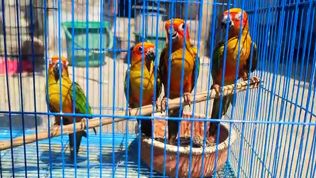 Many Types of parrots