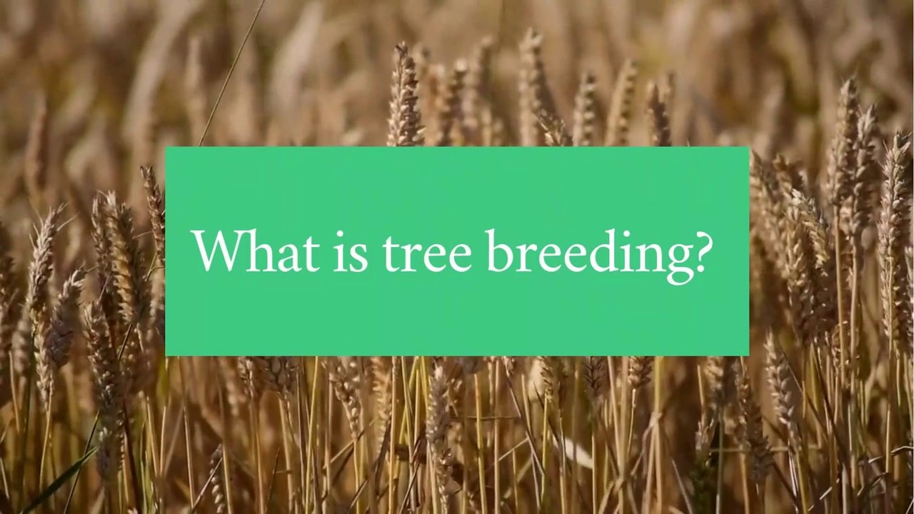 What is tree breeding?