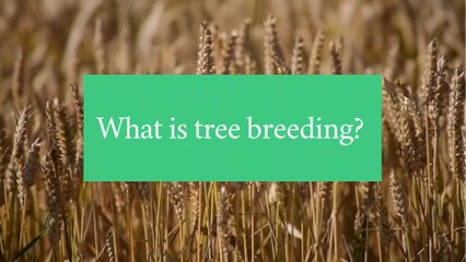 What is tree breeding?