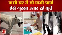 Noida Dog Attack On Child: मासूम को कुत्ते ने मार डाला, पिछले 6 महीने में कब-कब ये हुए हिंसक