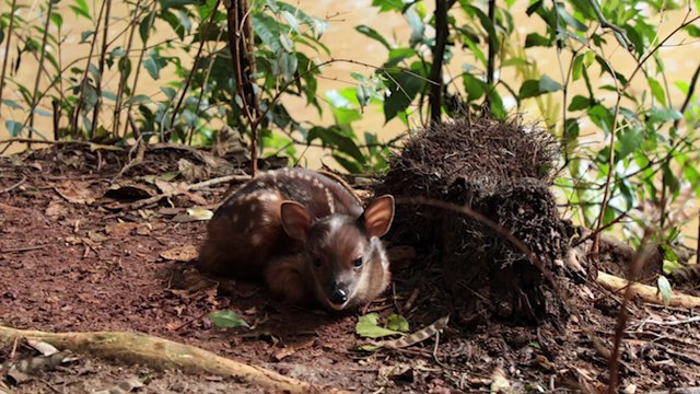 Veado-bororó nasce no Zoo de Cascavel e você pode definir o nome do filhote