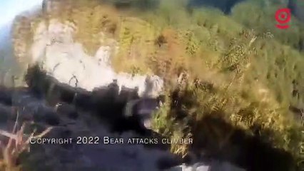 Japon dağcının ayıyı dövmesi sosyal medyanın gündemine oturdu