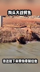 After all, it's the dog head that beats the crocodile head! #funny voiceover #funny video #funny animal voiceover
