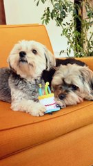 funny animal videos comedy animal videos 2022 #aww videos