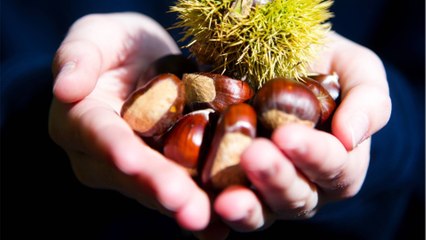 Waschmittel oder leckere Suppe: Fünf unbekannte Talente der Kastanie