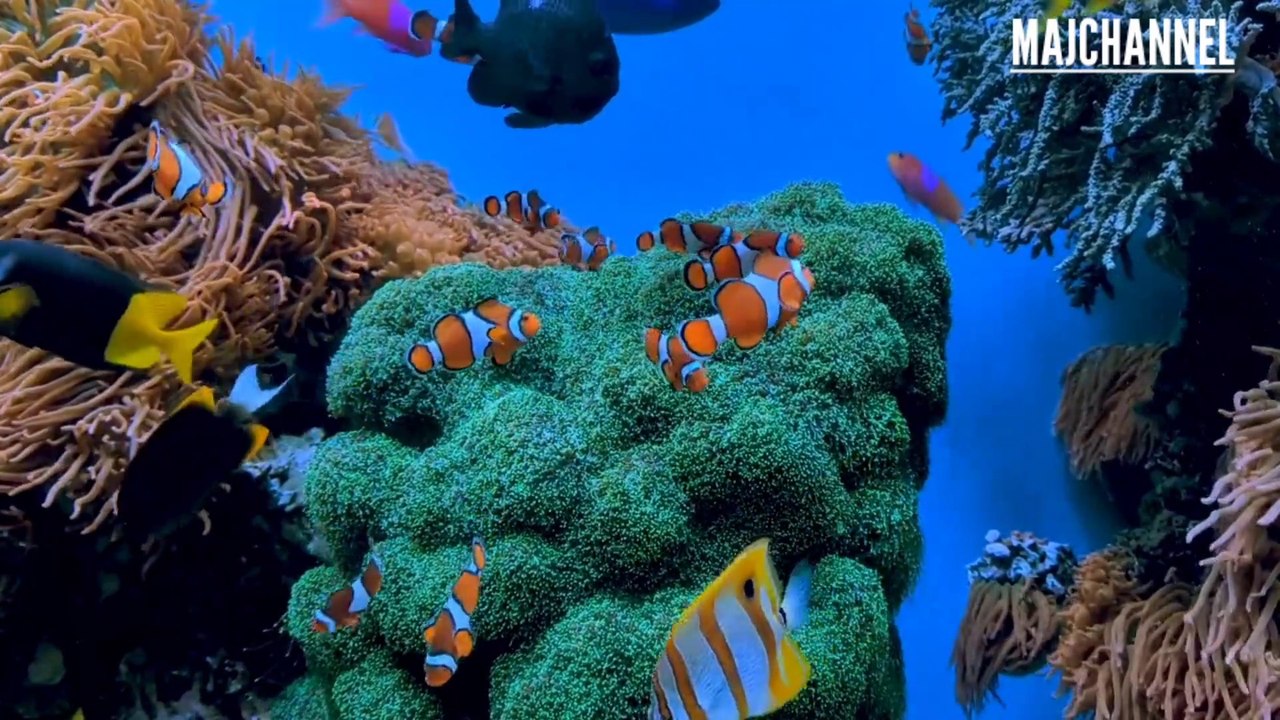 Sholawat Nabi Syahdu ,Untuk Rilexsasi Penenang Pikiran