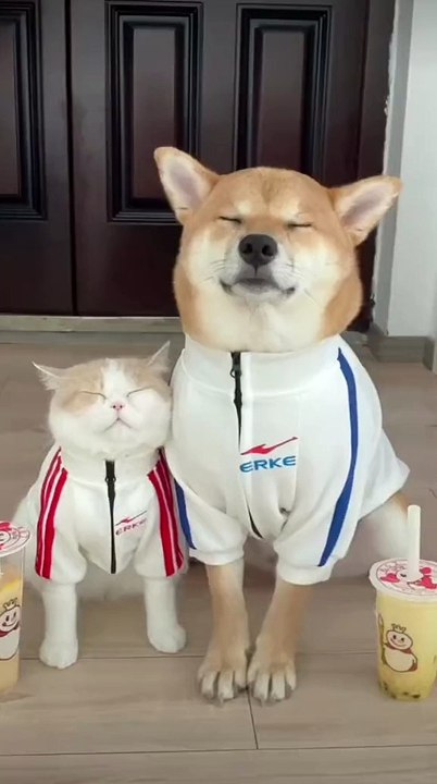 Anjing lucu