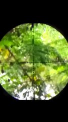 berburu biawak di sungai