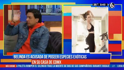 Descargar video: Belinda es acusada de poseer especies exóticas en su casa