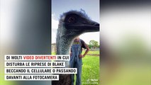 Emmanuel, l'emù star di TikTok rischia la vita per colpa dell'influenza aviaria