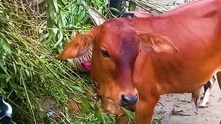 Calf of the Shahiwal breed || sahiwal cow || sahiwal cow baby || Village People Life