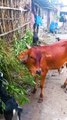 Calf of the Shahiwal breed || sahiwal cow || sahiwal cow baby || Village People Life