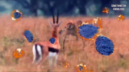 IMFOLA ATTACK ON BIG CAT   UNBELIEVABLE ANIMALS FIGHT PART-4   SOMETHING FOR KNOWLEDGE