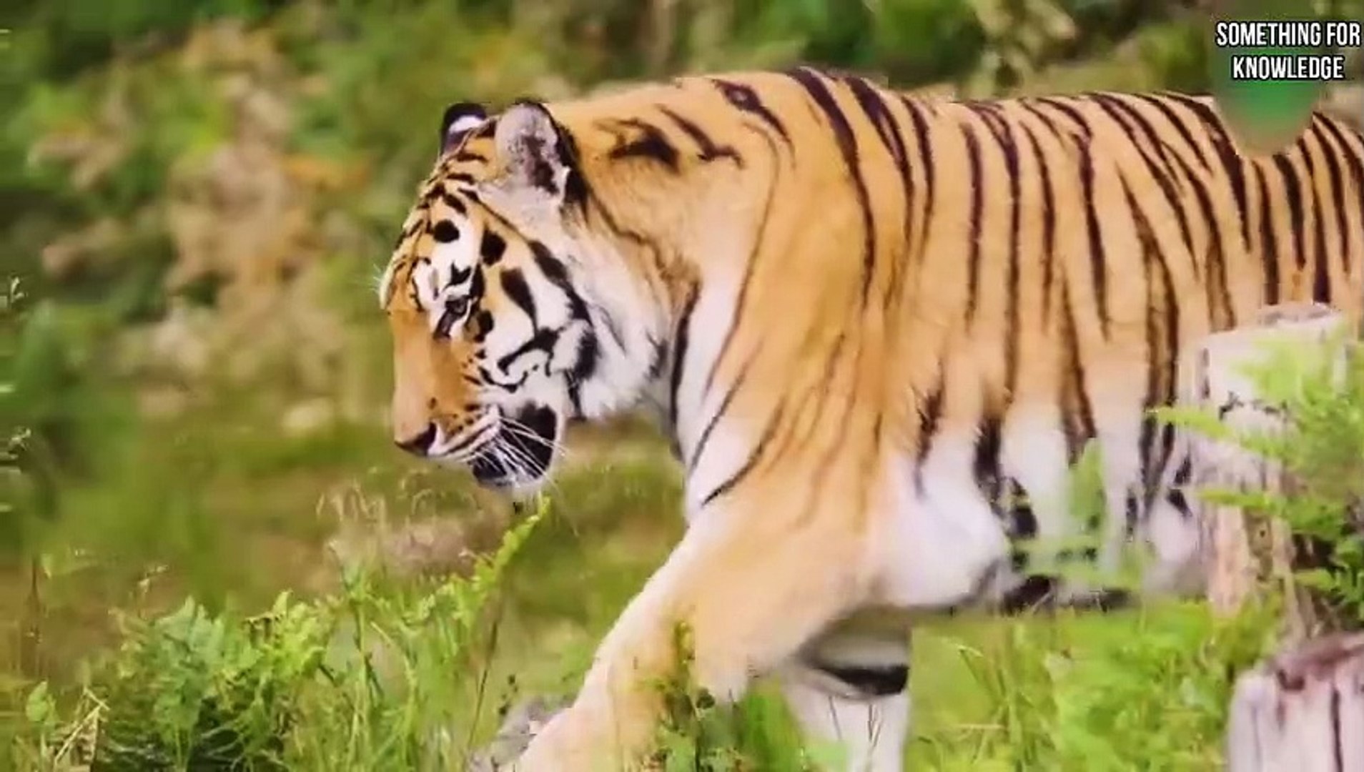 TIGER VS GORILLA ANIMALS UNBELIEVABLE FIGHT PART-6 ANIMALS FIGHT SOMETHING  FOR KNOWLEDGE