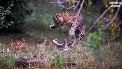 पाइथॉन ने किया बाघ पर हमला   Moments When Big Cats Face the Python   Animals unbelievable moments