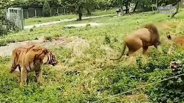 animals unbelievable moments caught on camera part-1 unbelievable moment SOMETHING FOR KNOWLEDGE