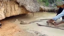 Crocodile attack on animals   unbelievable moments caught on camera   FIGHT  SOMETHING FOR KNOWLEDGE