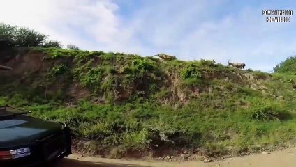 शिकार के चक्कर में जान से हाथ धो बैठे   LION MESSED WITH WRONG ENEMY   SOMETHING FOR KNOWLEDGE