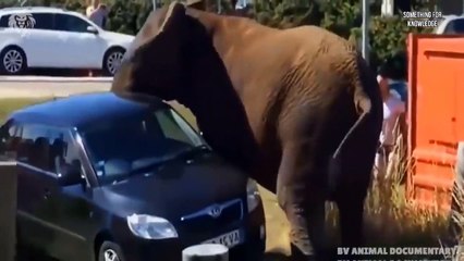 हाथी ने शेर को फ़ाड़ कर रख दिया   Most deadliest fight in animal kingdom  Something For Knowledge