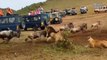 UNBELIEVABLE MOMENTS CAUGHT ON CAMERA   LION ATTACK ON ANIMALS   SOMETHING FOR KNOWLEDGE