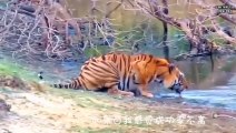 जब इस लड़के का सामना बाघ से हुआ   TIGER ATTACK   TIGER  ATTACK VIRAL VIDEO   SOMETHING FOR KNOWLEDGE