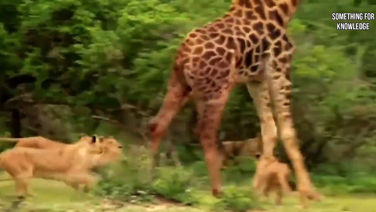 जेबरा ने शेर को औकात दिखा दी   Animals messed with wrong enemy   Animals fight caught on camera