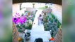5 Weird Things Caught On Doorbell Cameras   caught on camera   something For Knowledge #CCTV