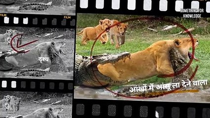 जानवरों की सबसे भयानक लड़ाई   5Most Dangerous Wild Animal Fights   LION VS   SOMETHING FOR KNOWLEDGE