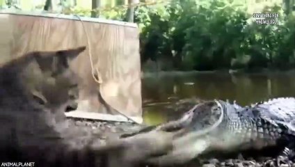 मगरमच्छ चीते को जिन्दा निगल गया   Best Animal Fight VIdeos   Animals fight   crocodile attack