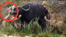 भैंस का सींग शेर के पेट में घुस गया   Lion vs buffalo   sad story of a lion pride   animals fight